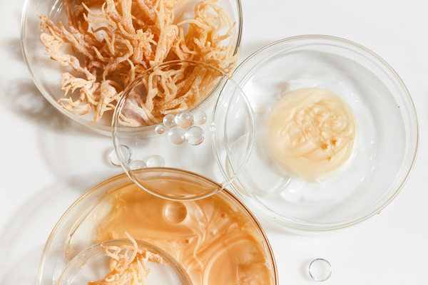 Sea Moss: The Miracle Ingredient for your Hair